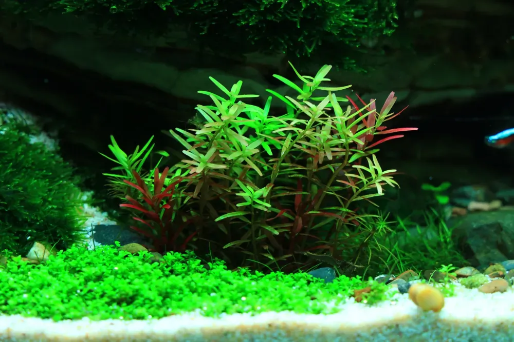 Final - The New Life of Old Stones